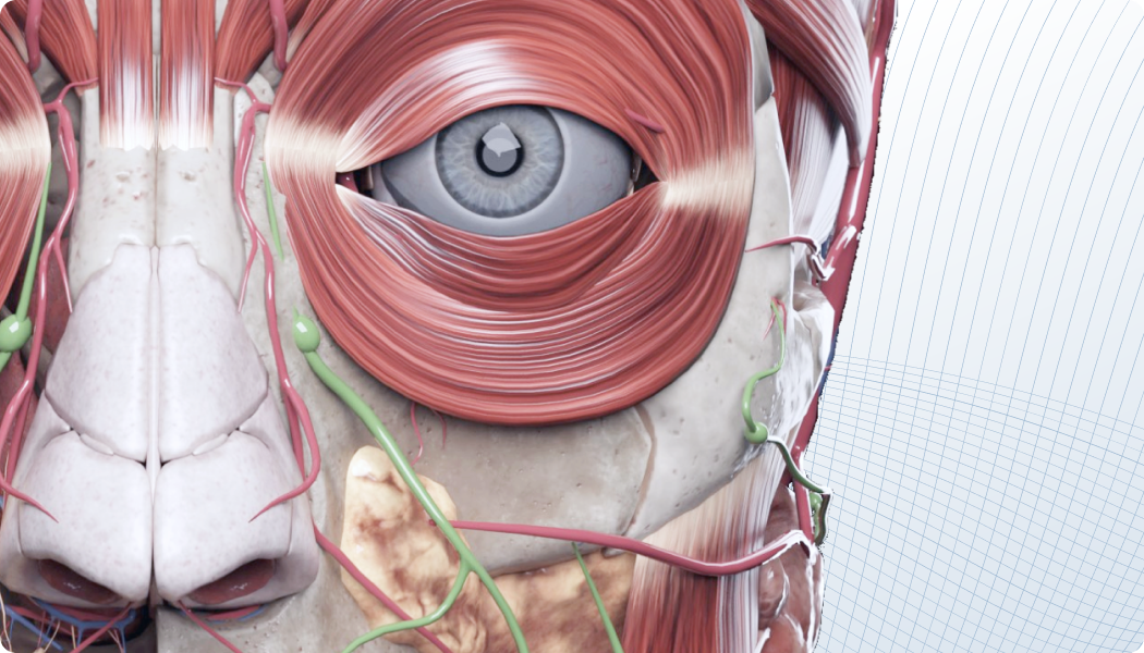 Head anatomy image