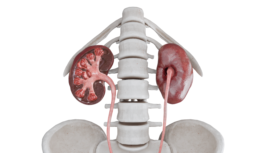 Pathology preview image